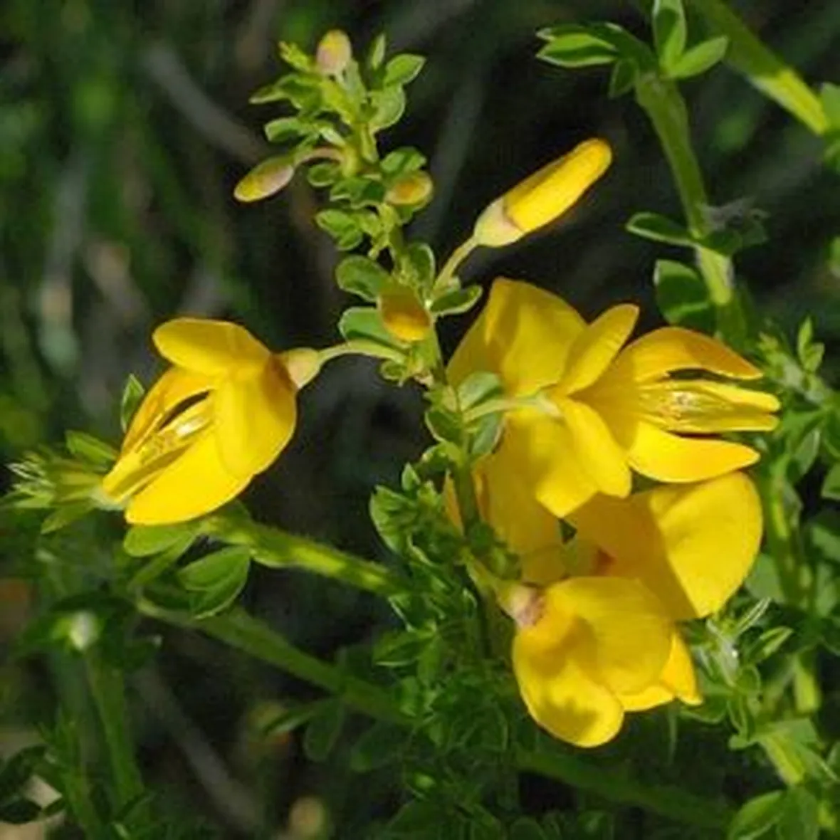 Ginestra-8