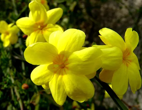 Ginestra