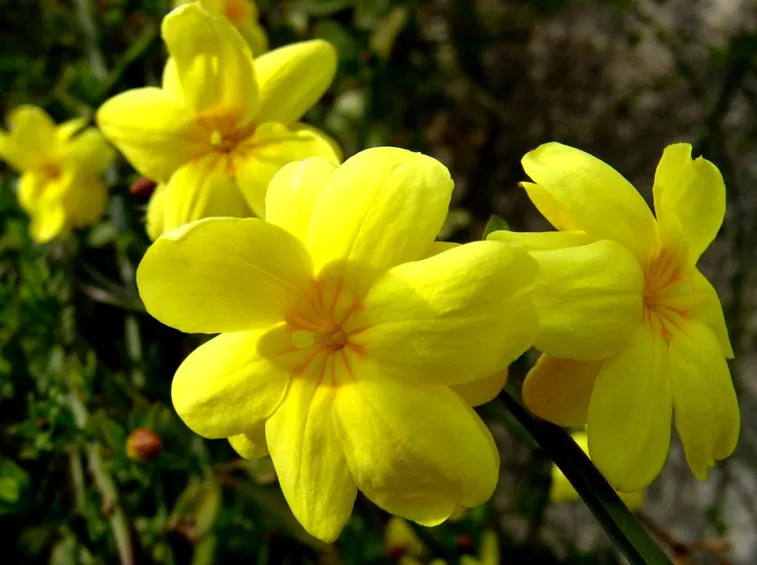 Ginestra