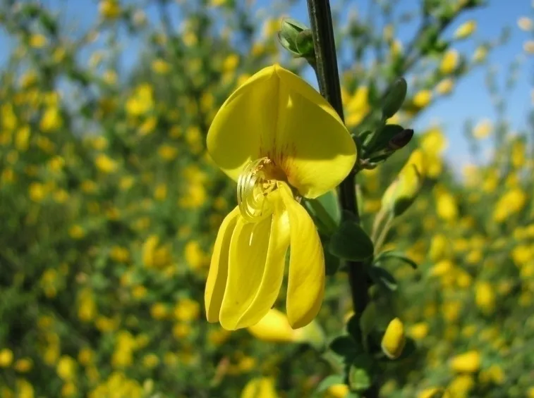 Significato della parola ginestra