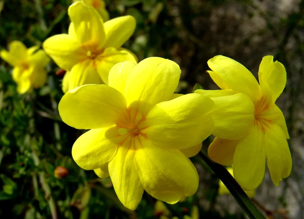 Ginestra