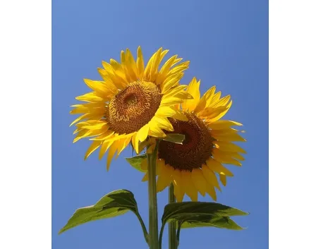 Girasole-10