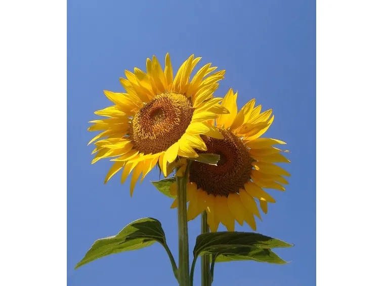 Girasole-10