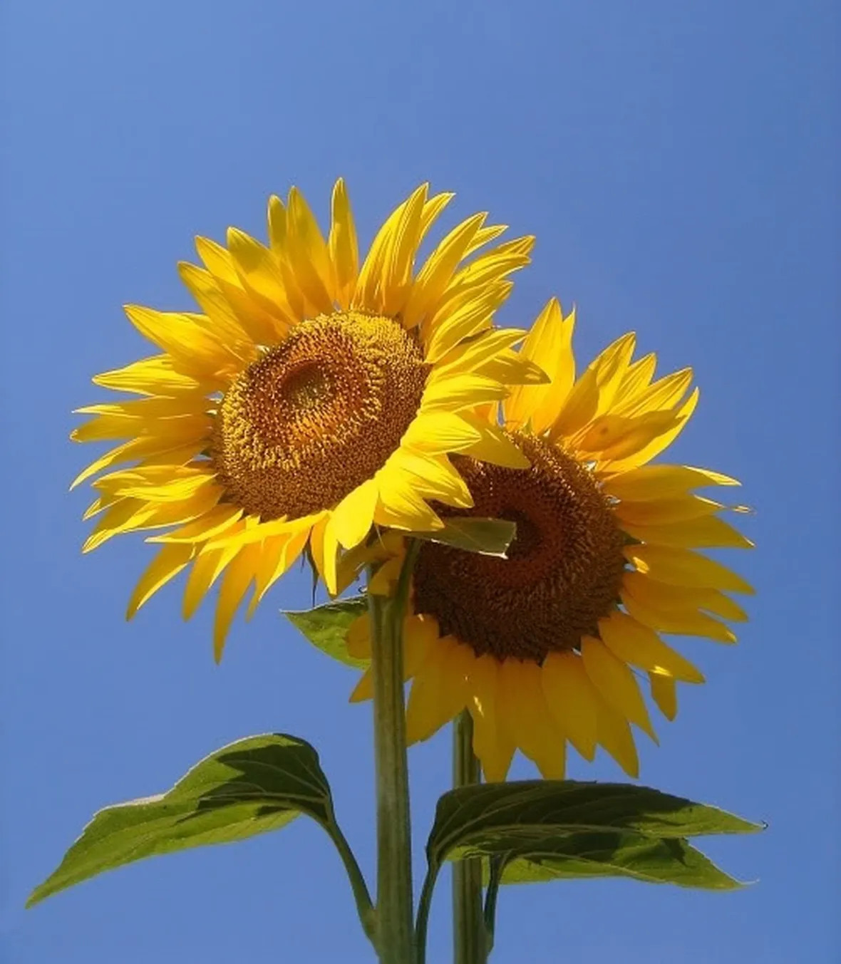 Girasole-10