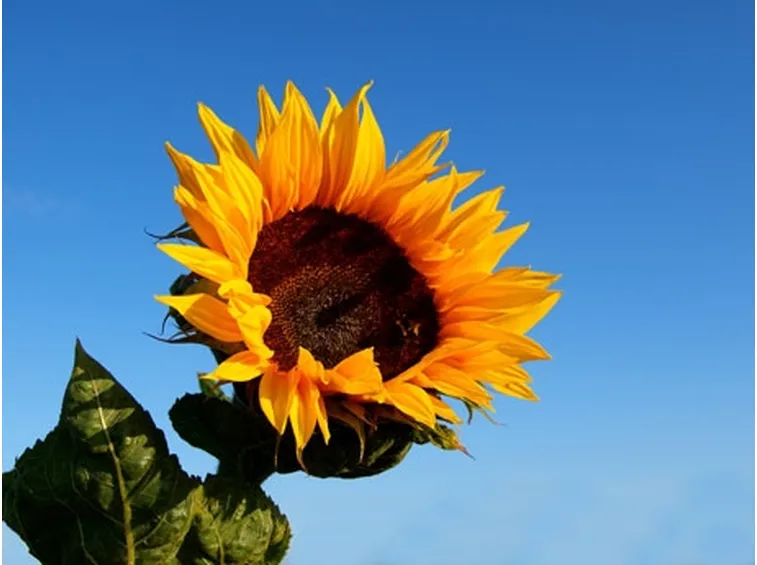 Girasole-12