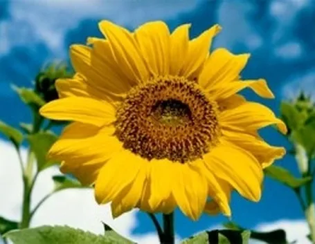 Girasole-13