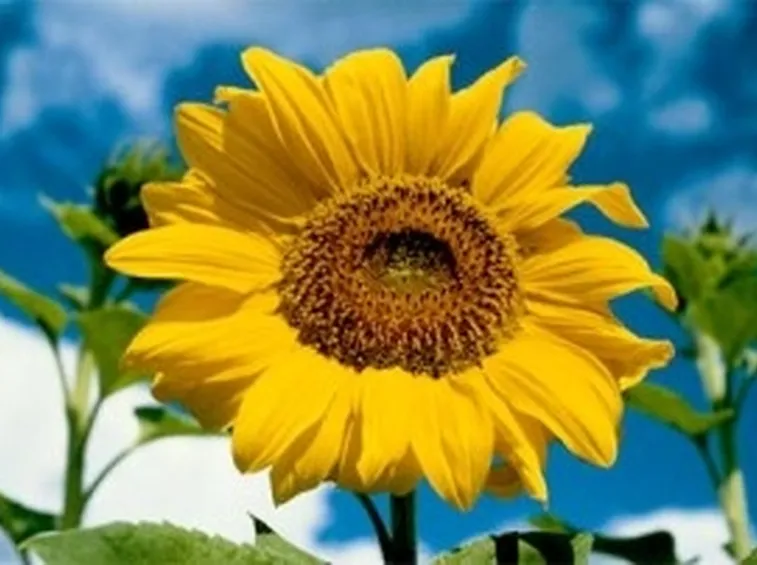 Girasole-13