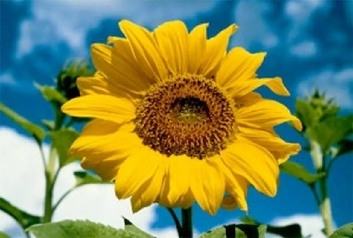 Girasole-13