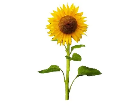 Girasole-15