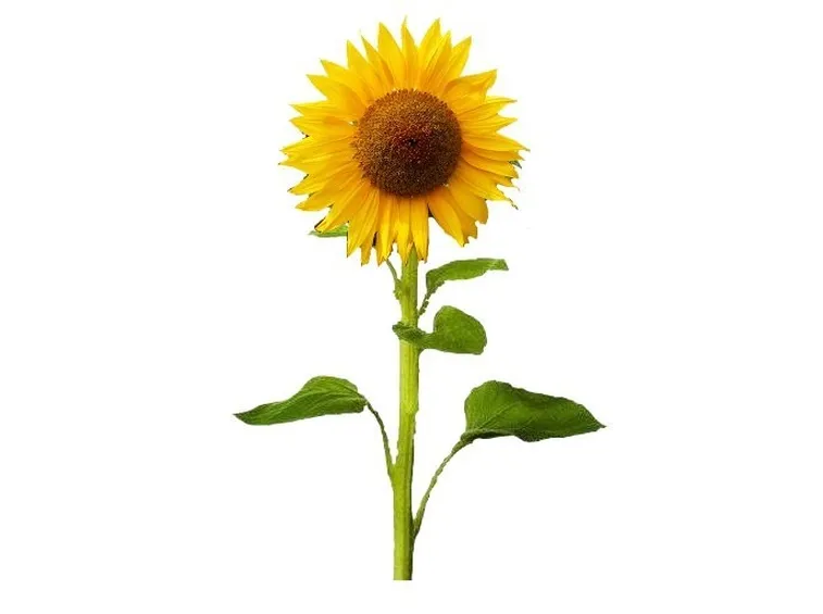 Girasole-15