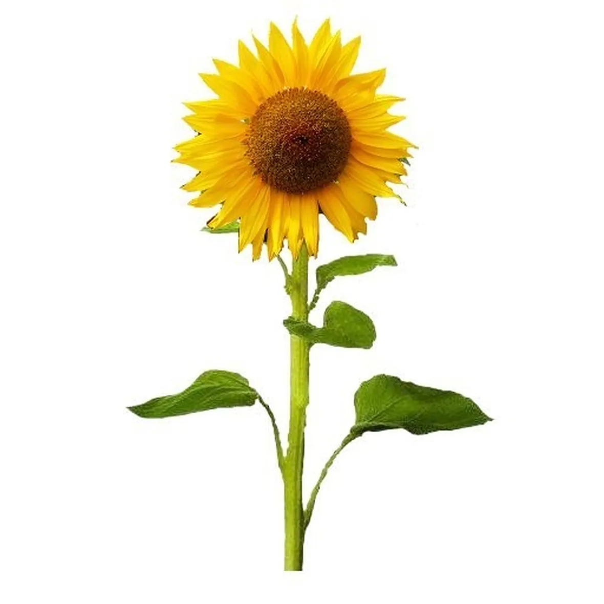 Girasole-15