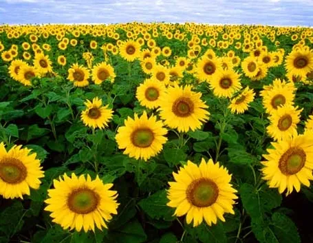 Girasole-16