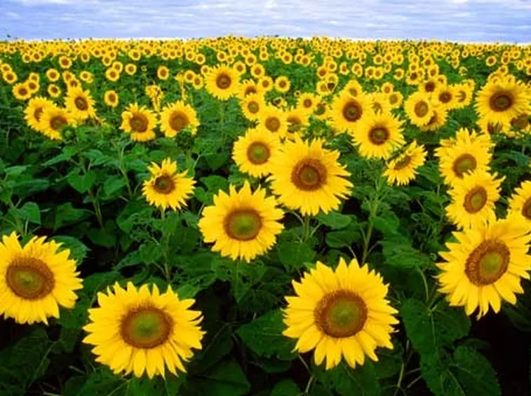 Girasole-16