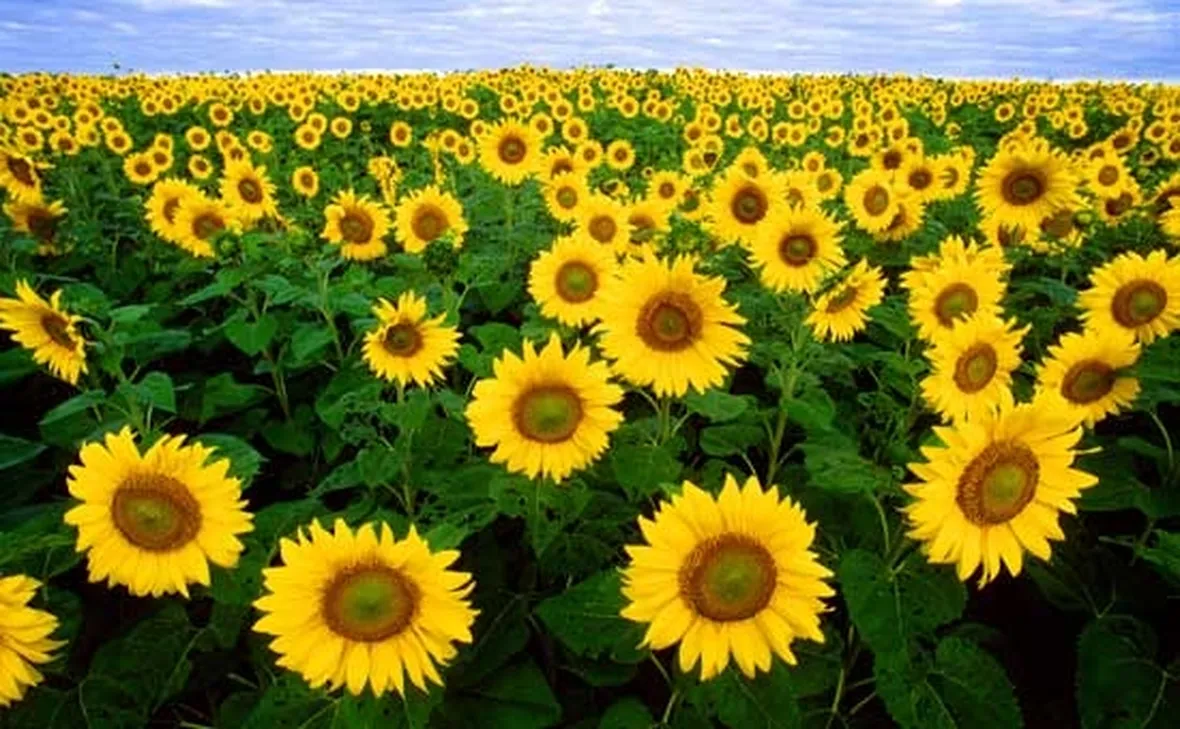 Girasole-16