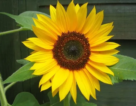 Girasole-21