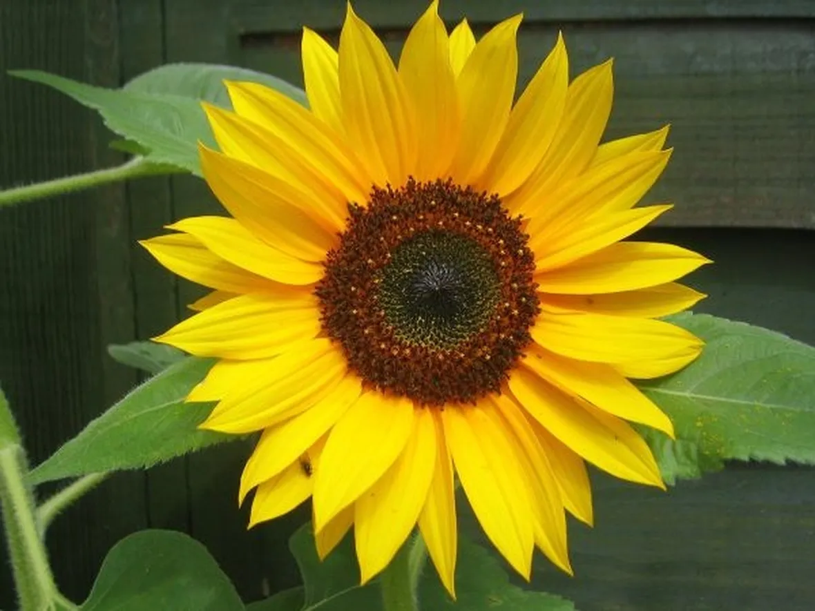 Girasole-21