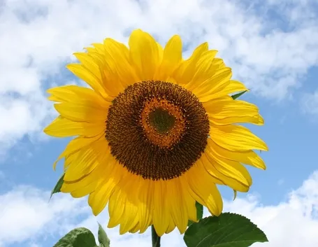 Girasole-22