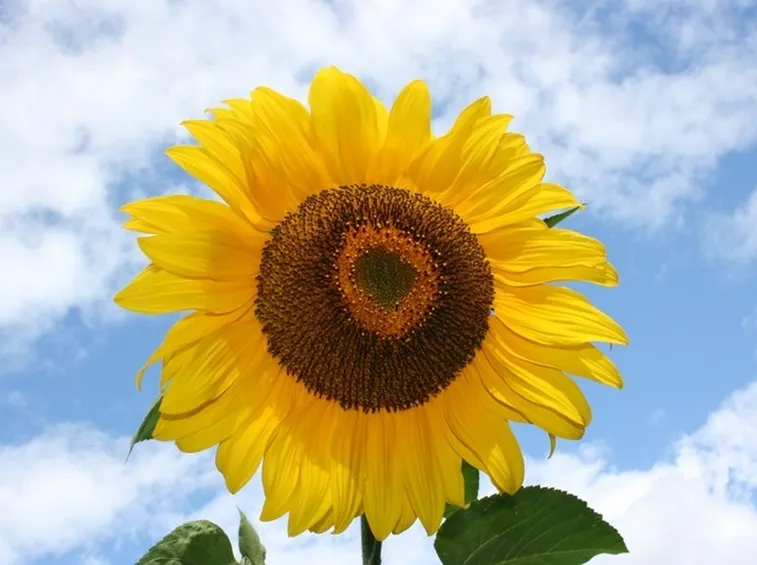 Girasole-22