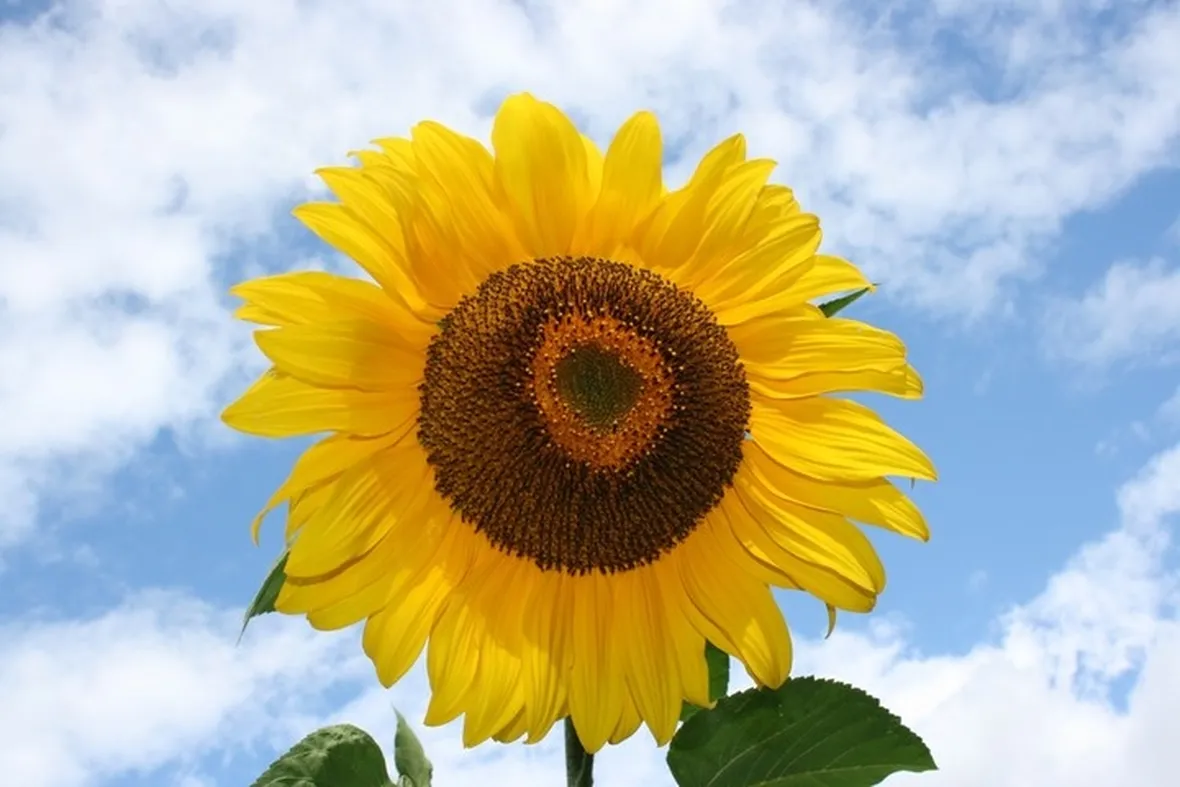 Girasole-22