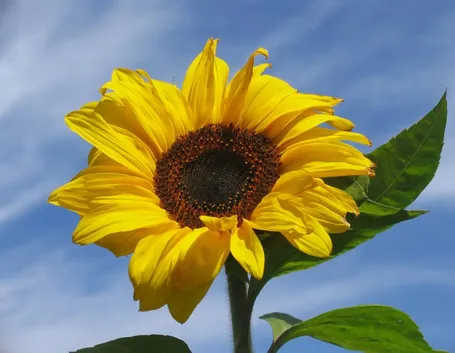 Girasole-23
