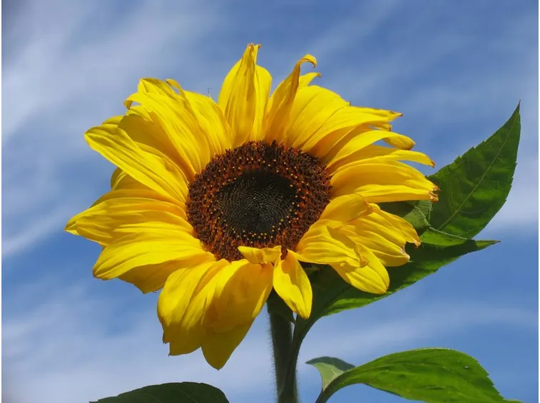 Girasole-23