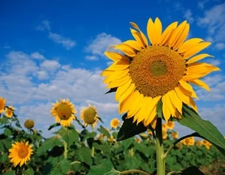 Girasole-24