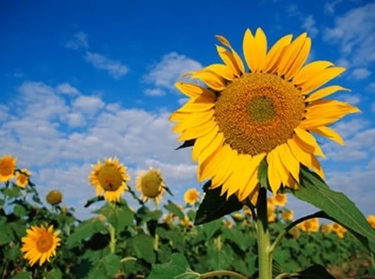 Girasole-24