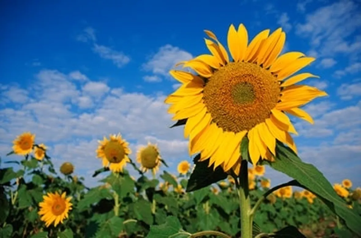 Girasole-24