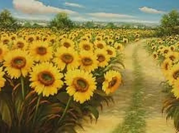 Girasole-25