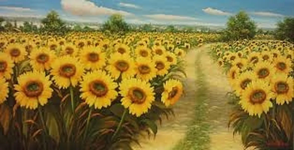 Girasole-25