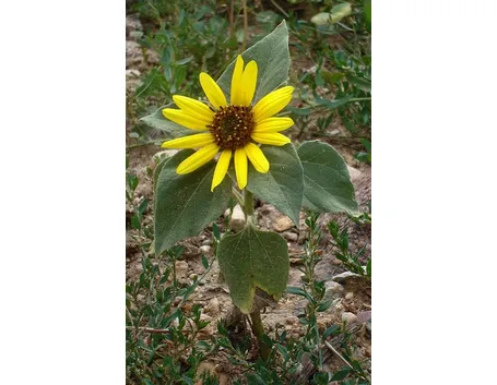 Girasole-27