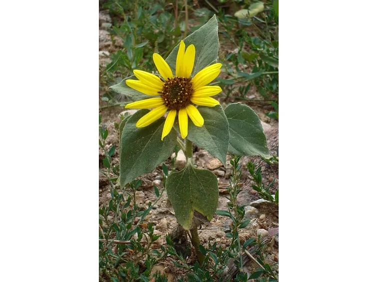 Girasole-27
