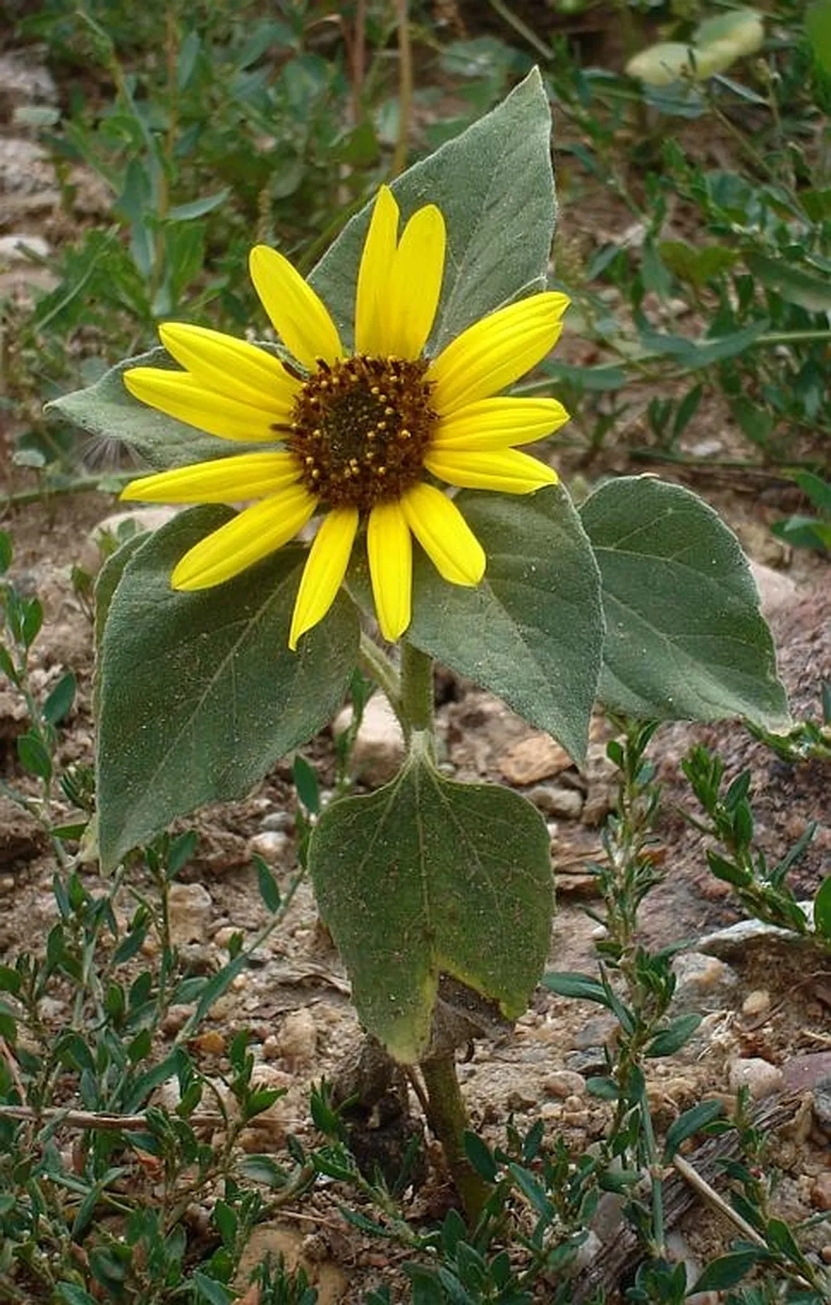 Girasole-27