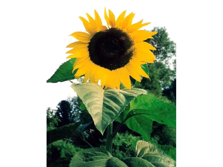 Girasole-28