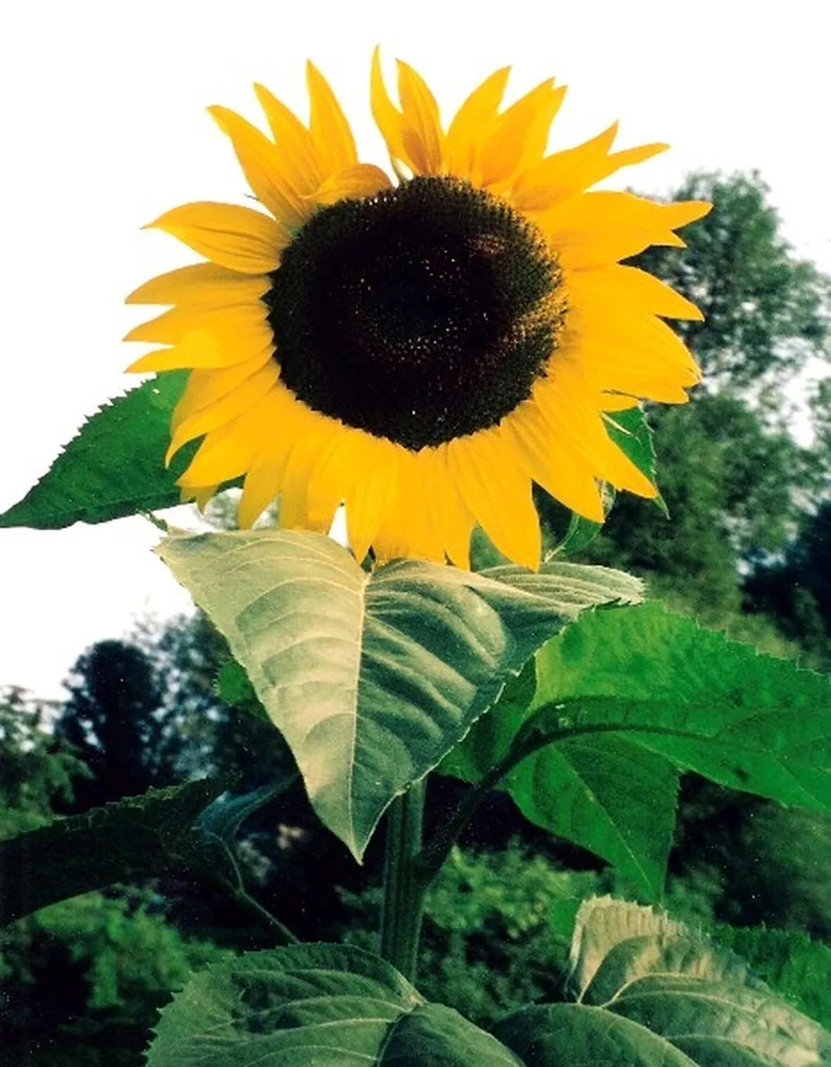 Girasole-28