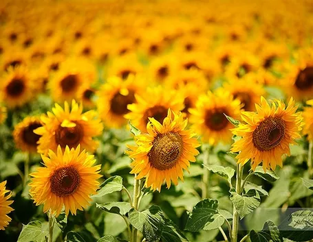 Girasole-29