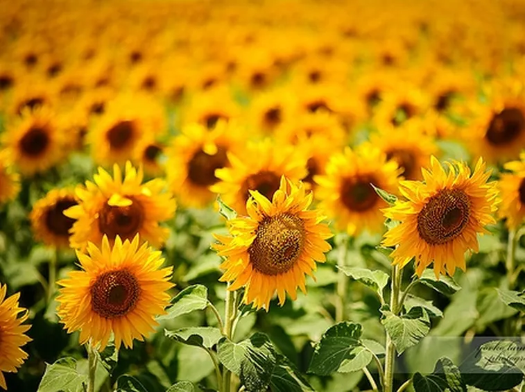 Girasole-29
