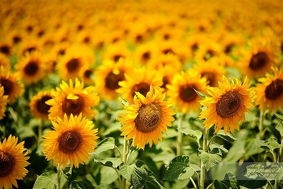Girasole-29