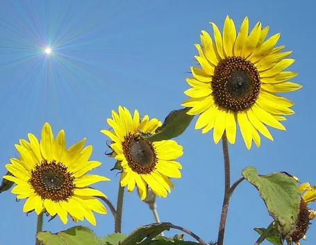 Girasole-7