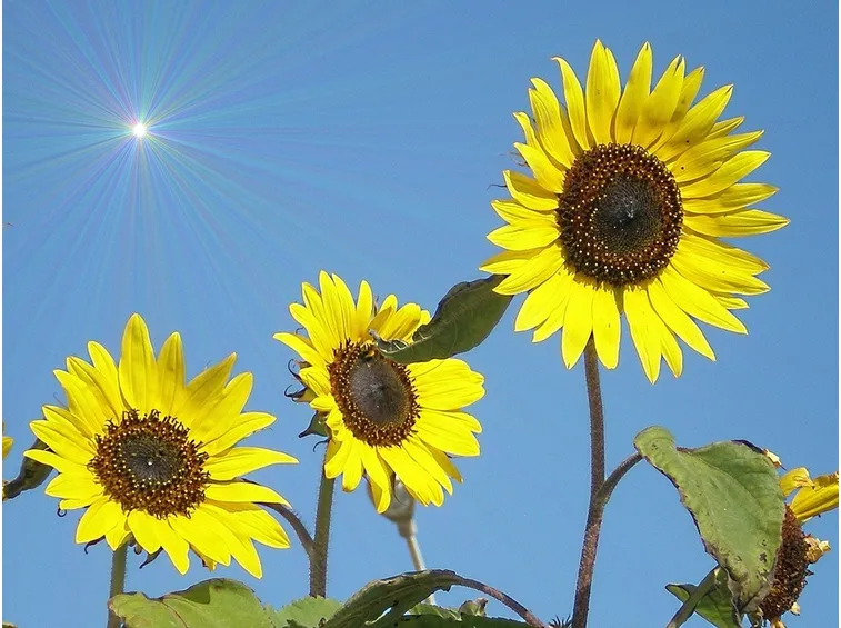 Girasole-7