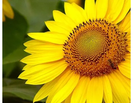 Girasole-8