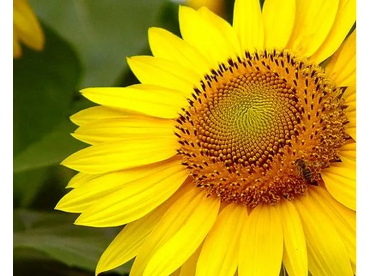Girasole-8