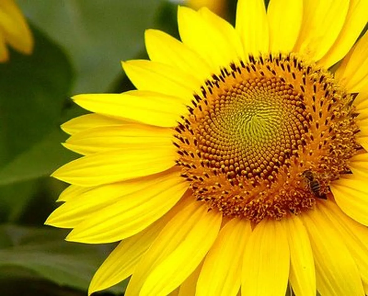 Girasole-8
