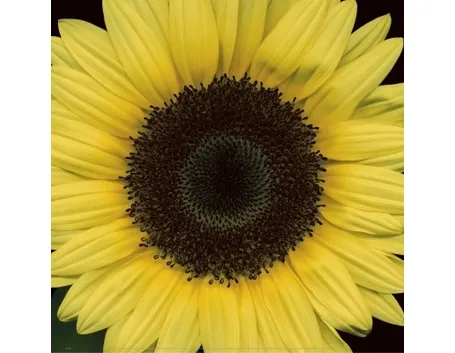 girasole fiore
