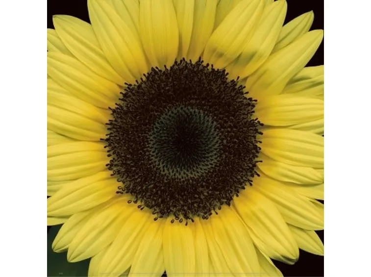 girasole fiore