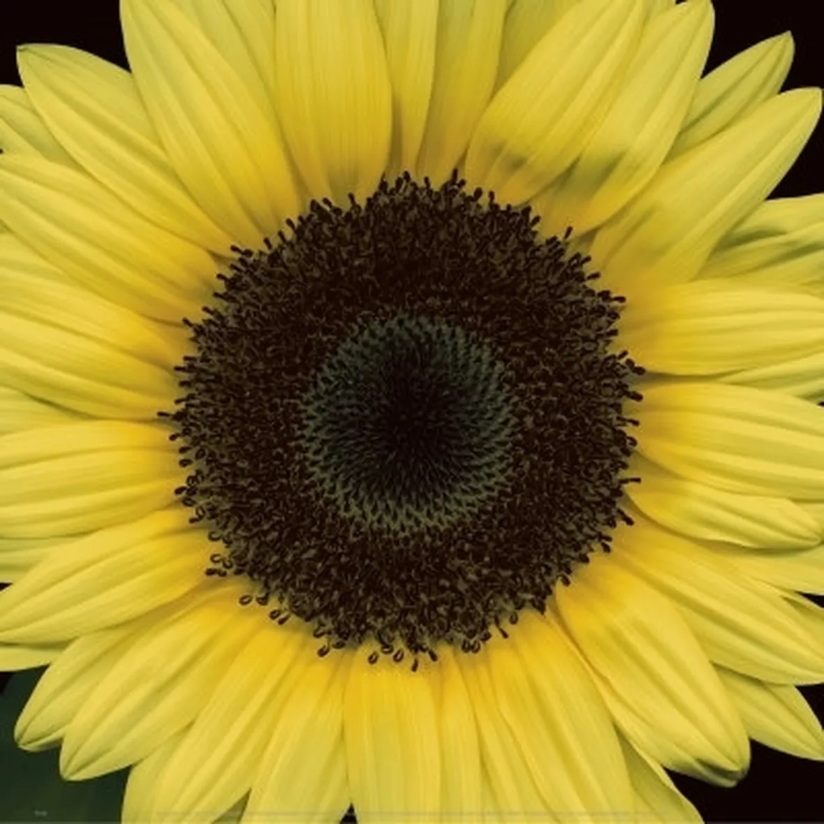 girasole fiore