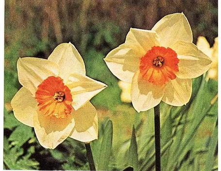 I diversi significati del narciso
