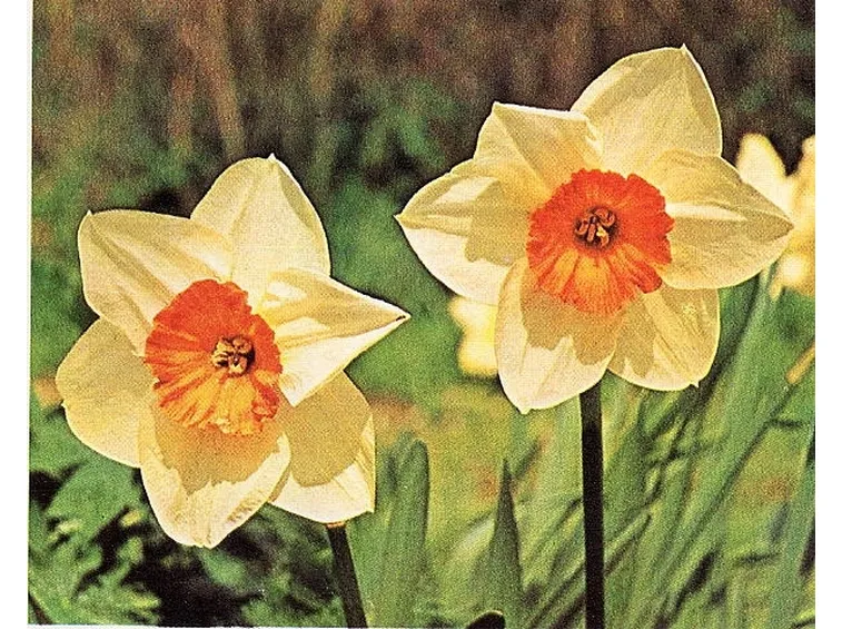 I diversi significati del narciso