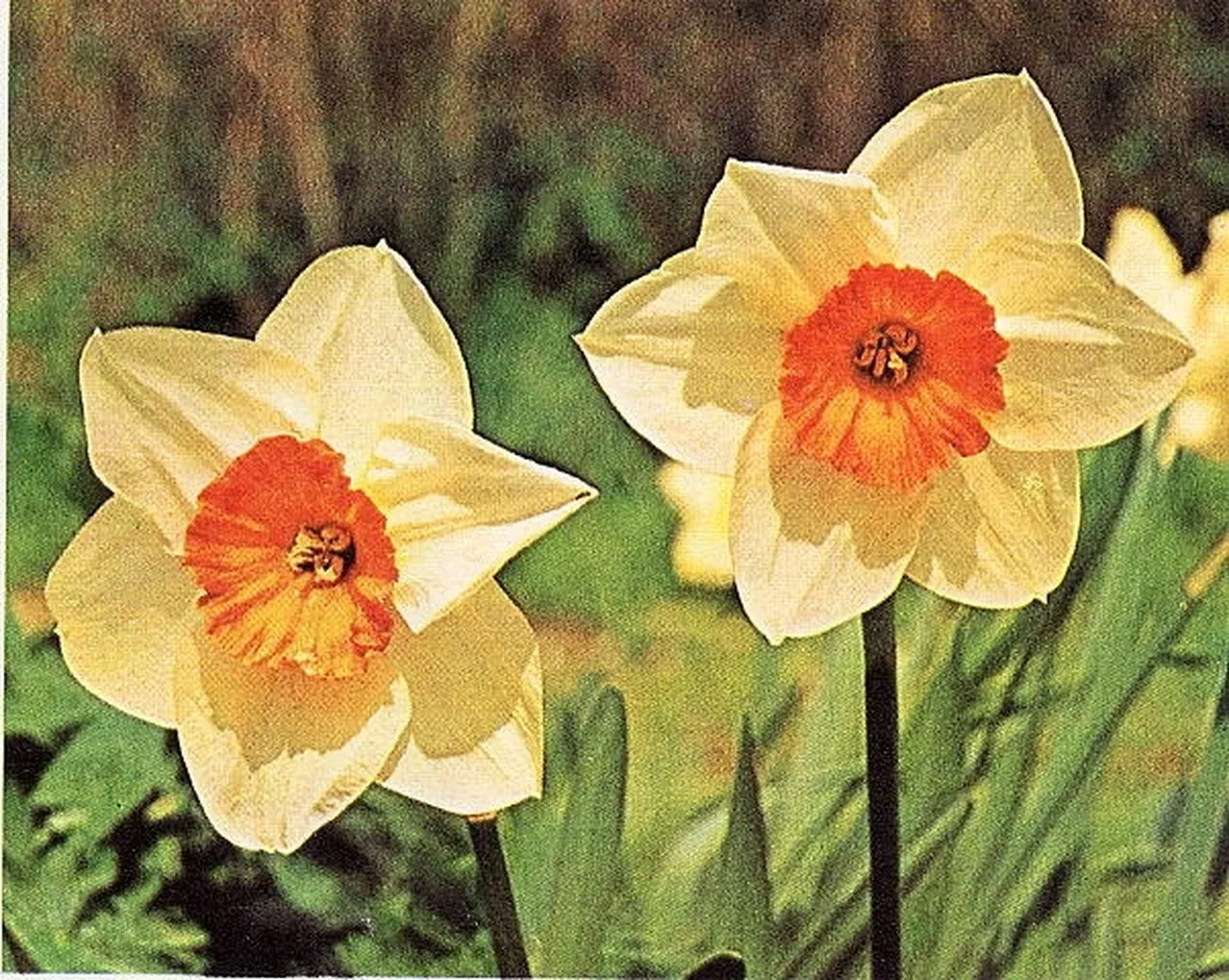 I diversi significati del narciso