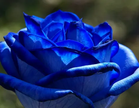 I parassiti delle rose 